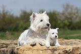 WESTIE 113